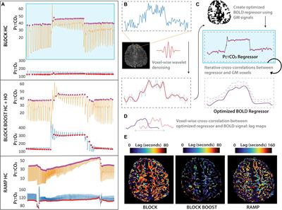 Insights Into Cerebral Tissue-Specific Response to Respiratory Challenges at 7T: Evidence for Combined Blood Flow and CO2-Mediated Effects